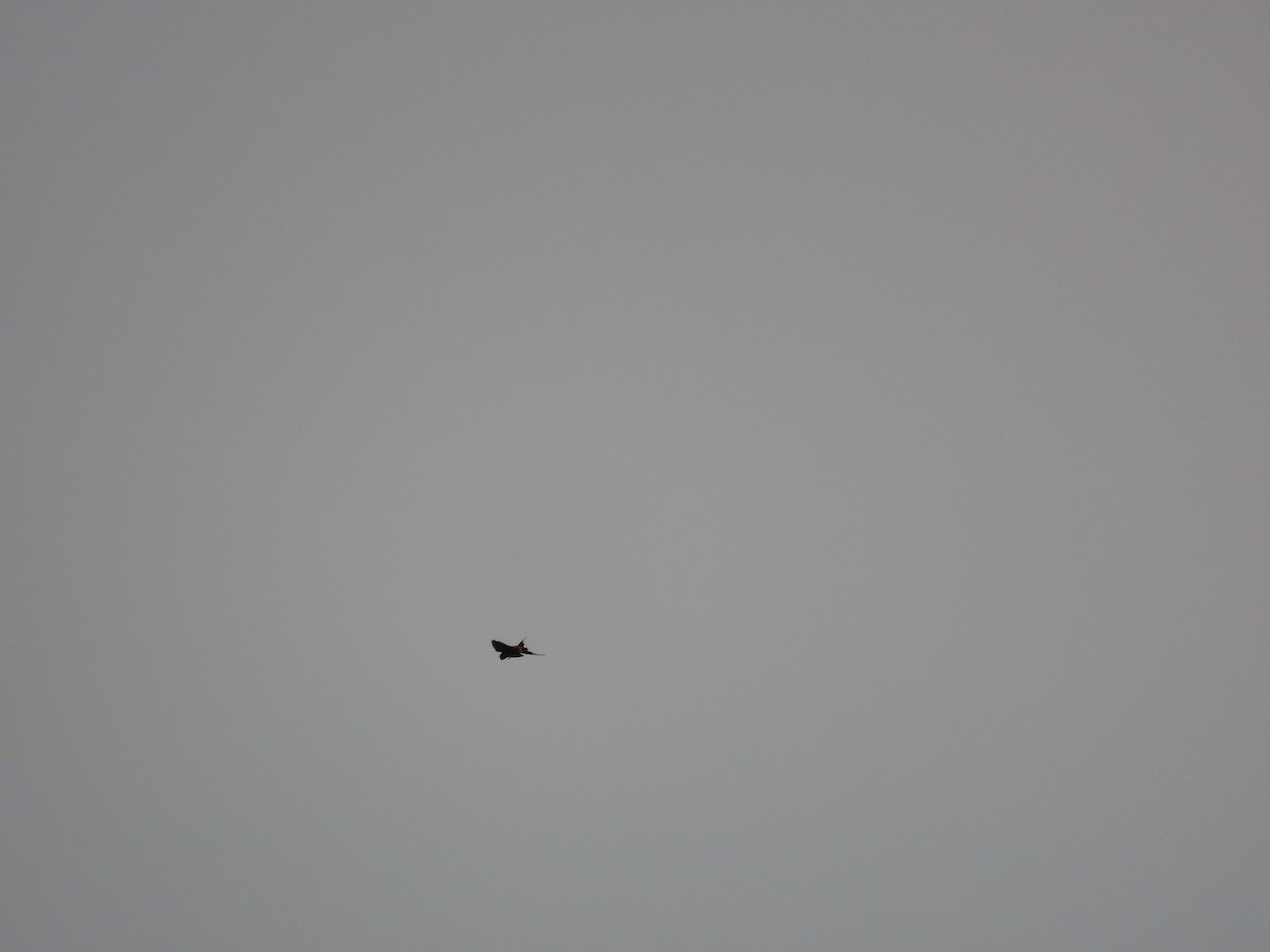 Eastern Red-rumped Swallow (Striated) - ML642271054