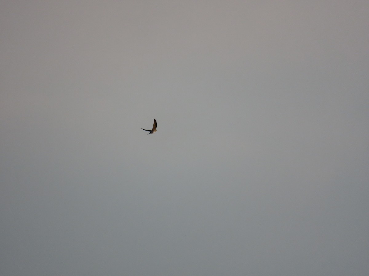 Eastern Red-rumped Swallow (Striated) - ML642271055