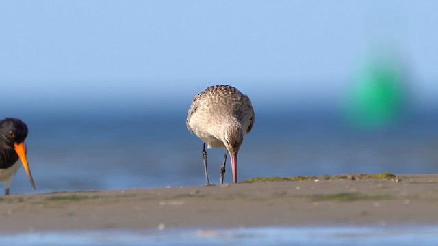 Bar-tailed Godwit - ML642271077