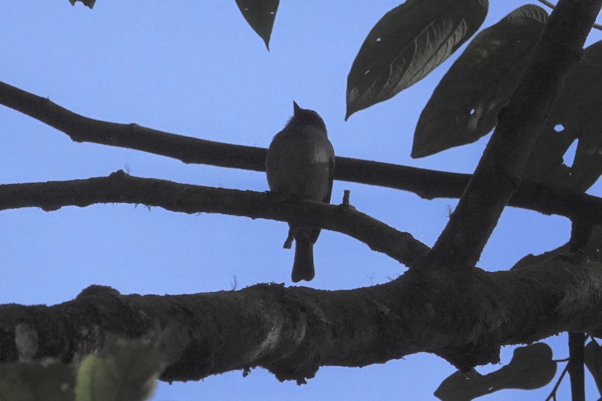 ウスヒメアオヒタキ - ML642271079