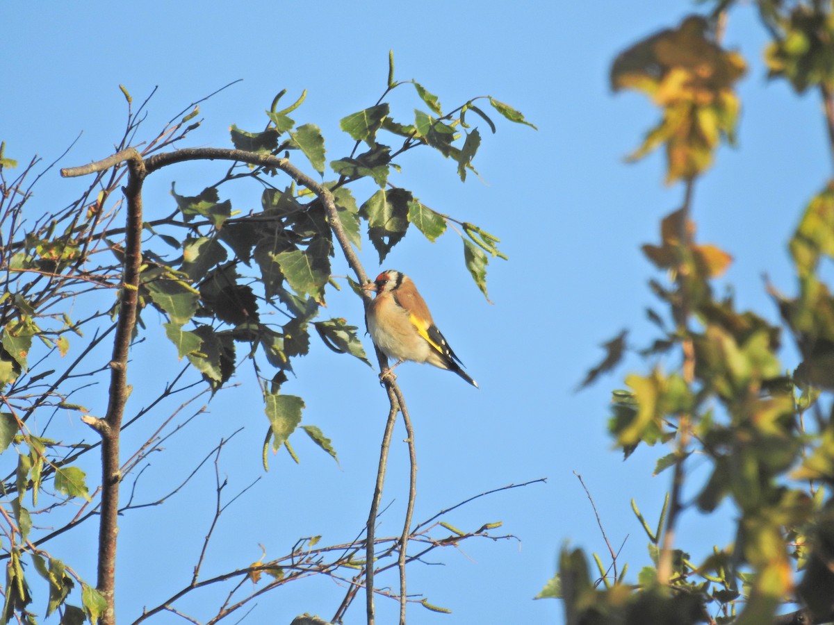 European Goldfinch - ML642271081