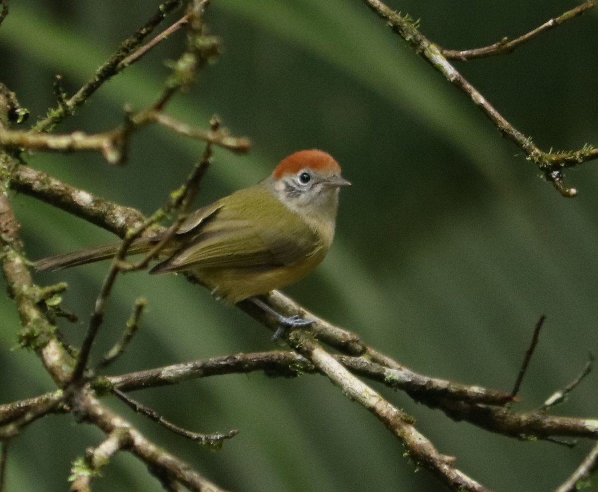 Rufous-crowned Greenlet - ML642271107