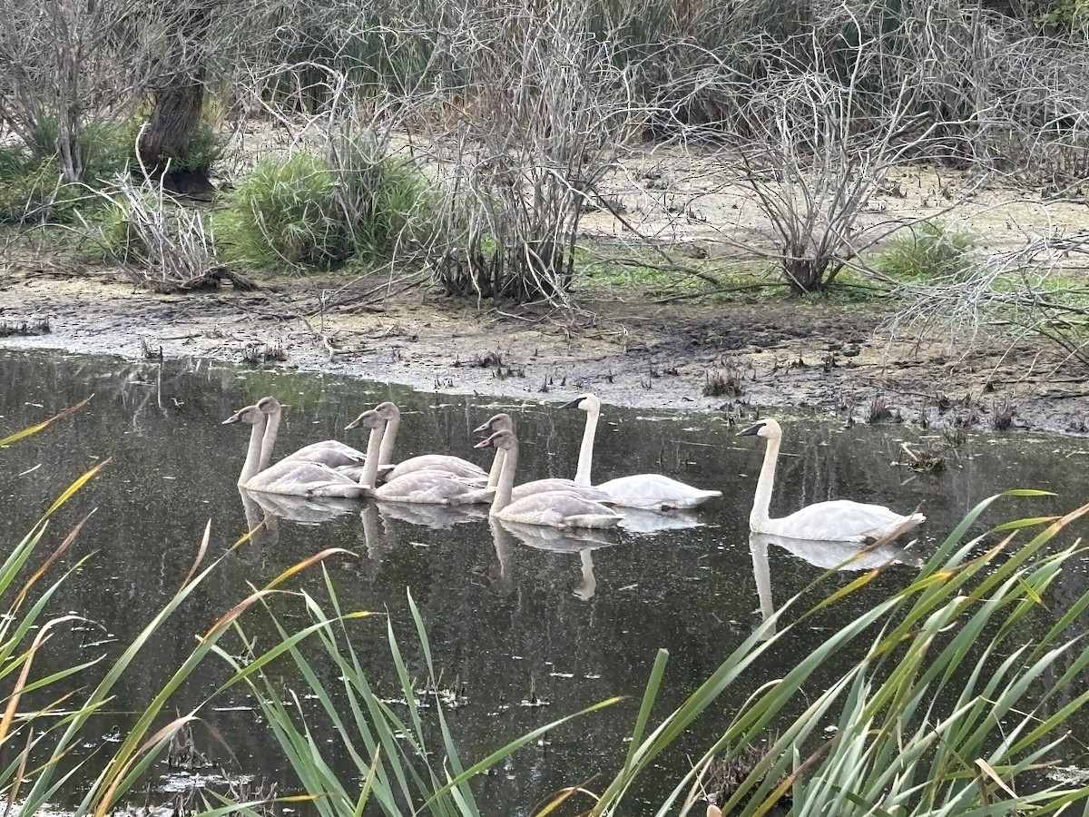 Trompeterschwan - ML642271120