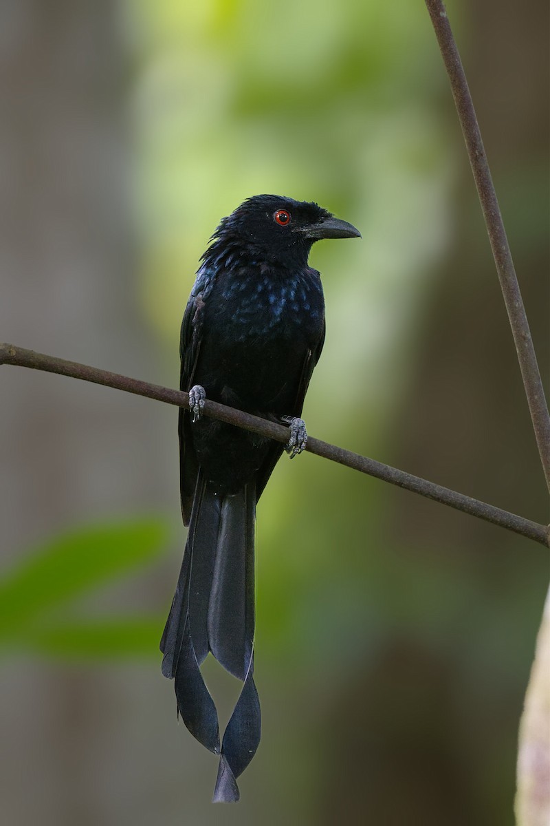 Greater Racket-tailed Drongo - ML642271152