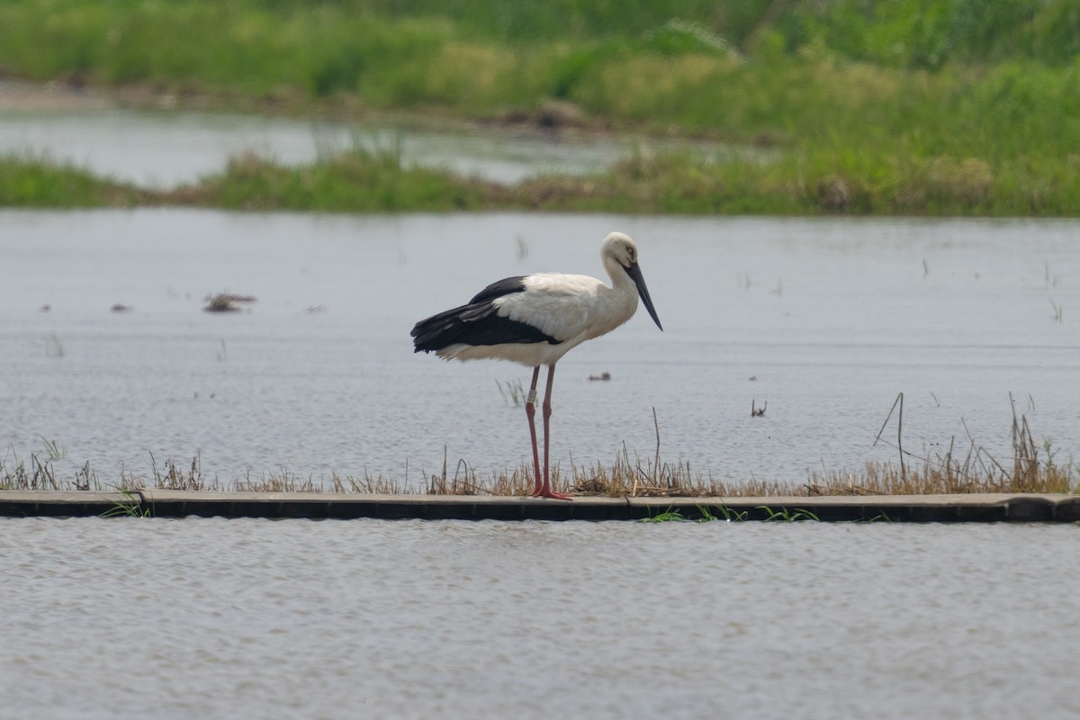 コウノトリ - ML642271165