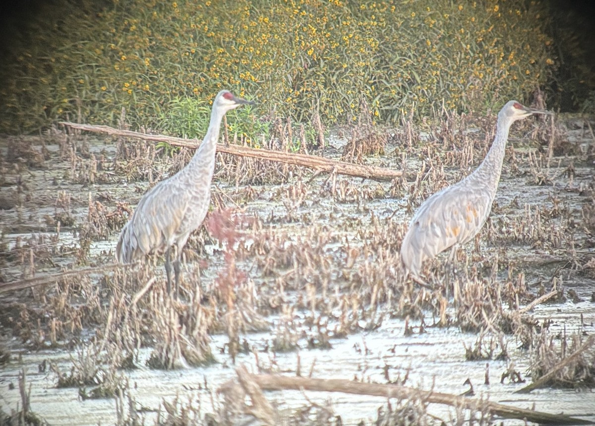 Sandhill Crane - ML642271168