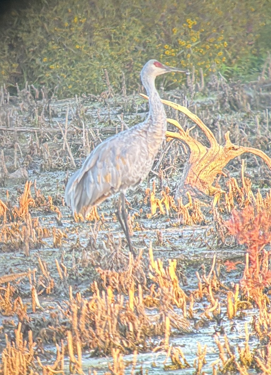 Sandhill Crane - ML642271172