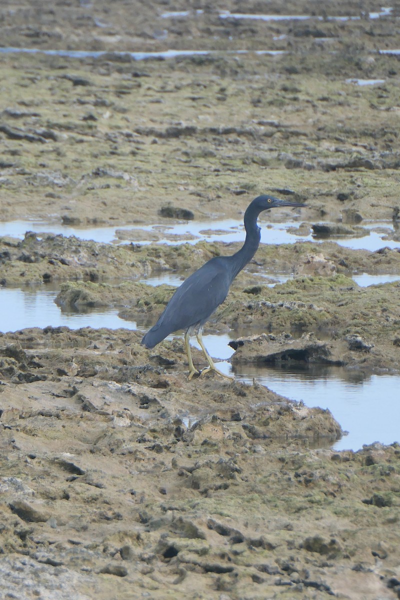 Pacific Reef-Heron - ML642271178