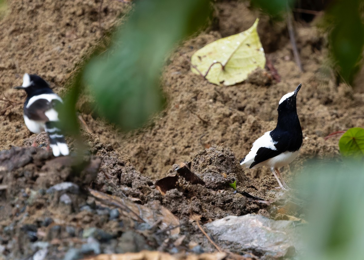 White-crowned Forktail (Malaysian) - ML642271188