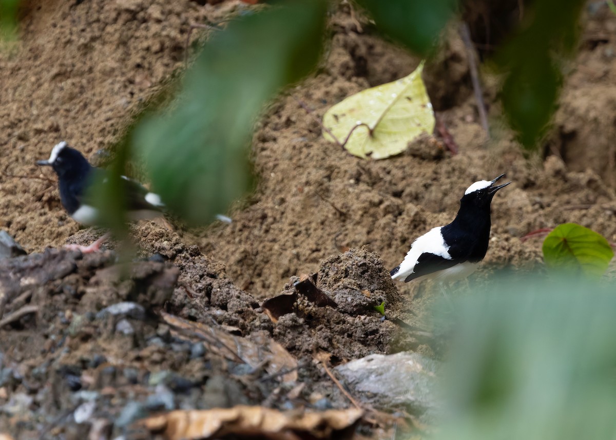 White-crowned Forktail (Malaysian) - ML642271189