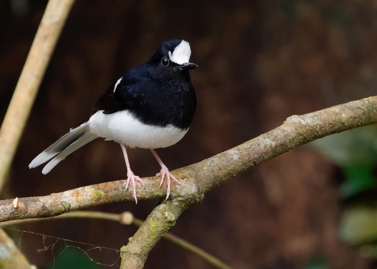 White-crowned Forktail (Malaysian) - ML642271190