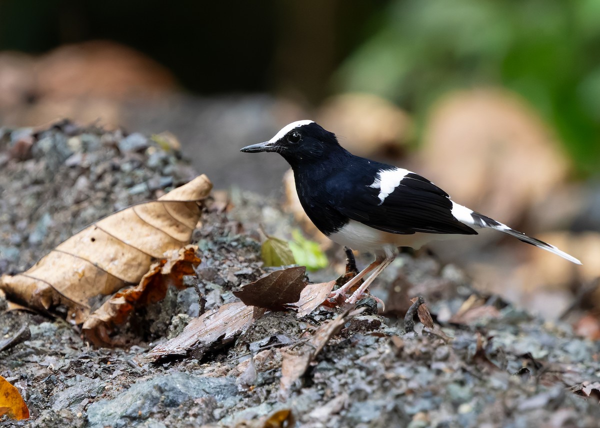 White-crowned Forktail (Malaysian) - ML642271191