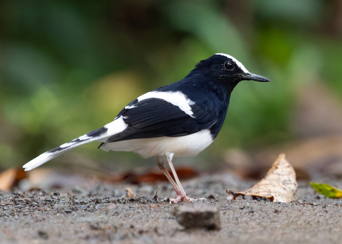 White-crowned Forktail (Malaysian) - ML642271193