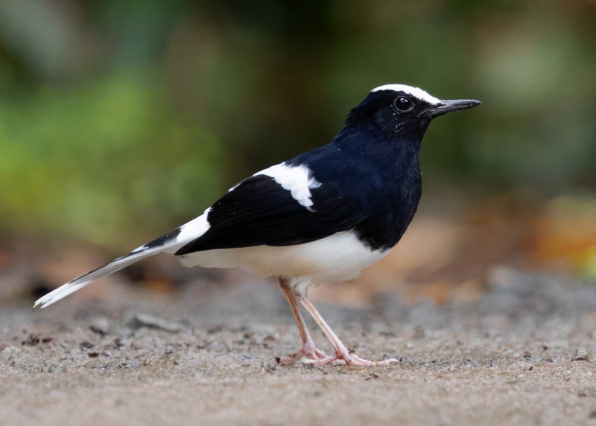 White-crowned Forktail (Malaysian) - ML642271194