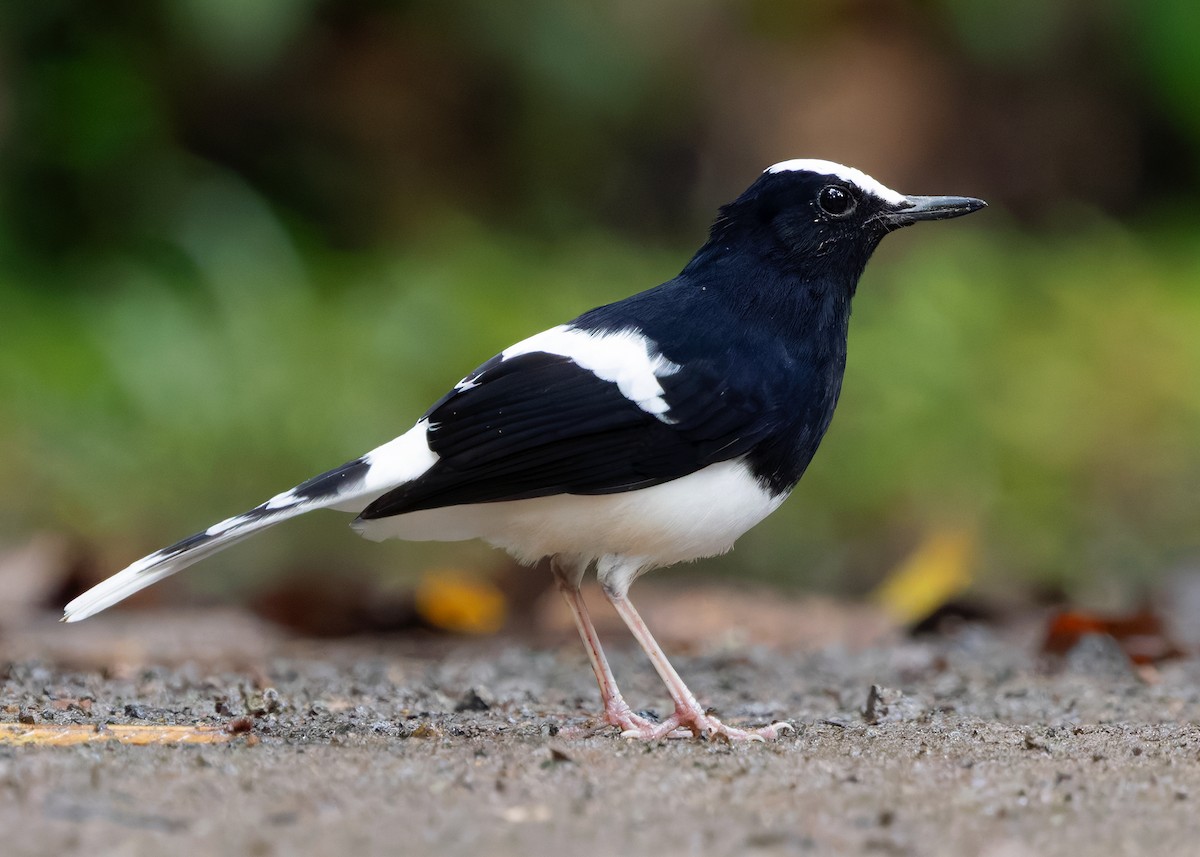 White-crowned Forktail (Malaysian) - ML642271195
