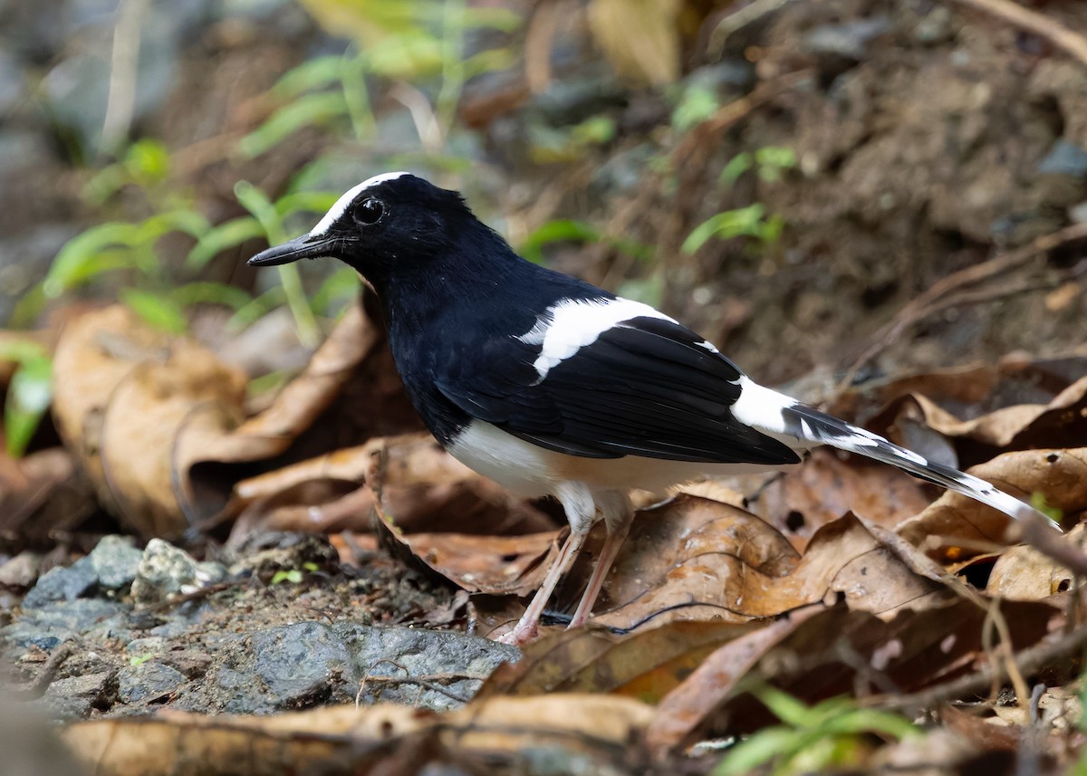 White-crowned Forktail (Malaysian) - ML642271196