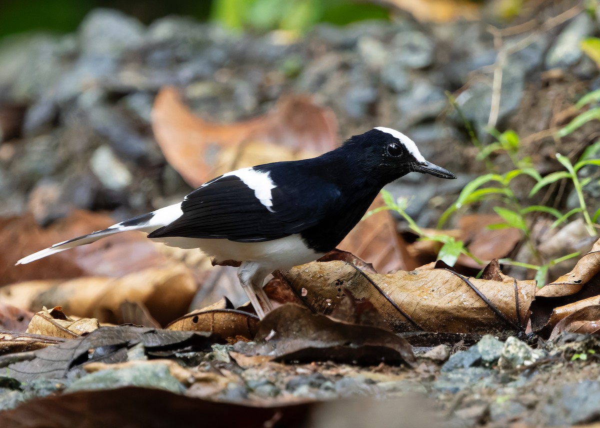 White-crowned Forktail (Malaysian) - ML642271197