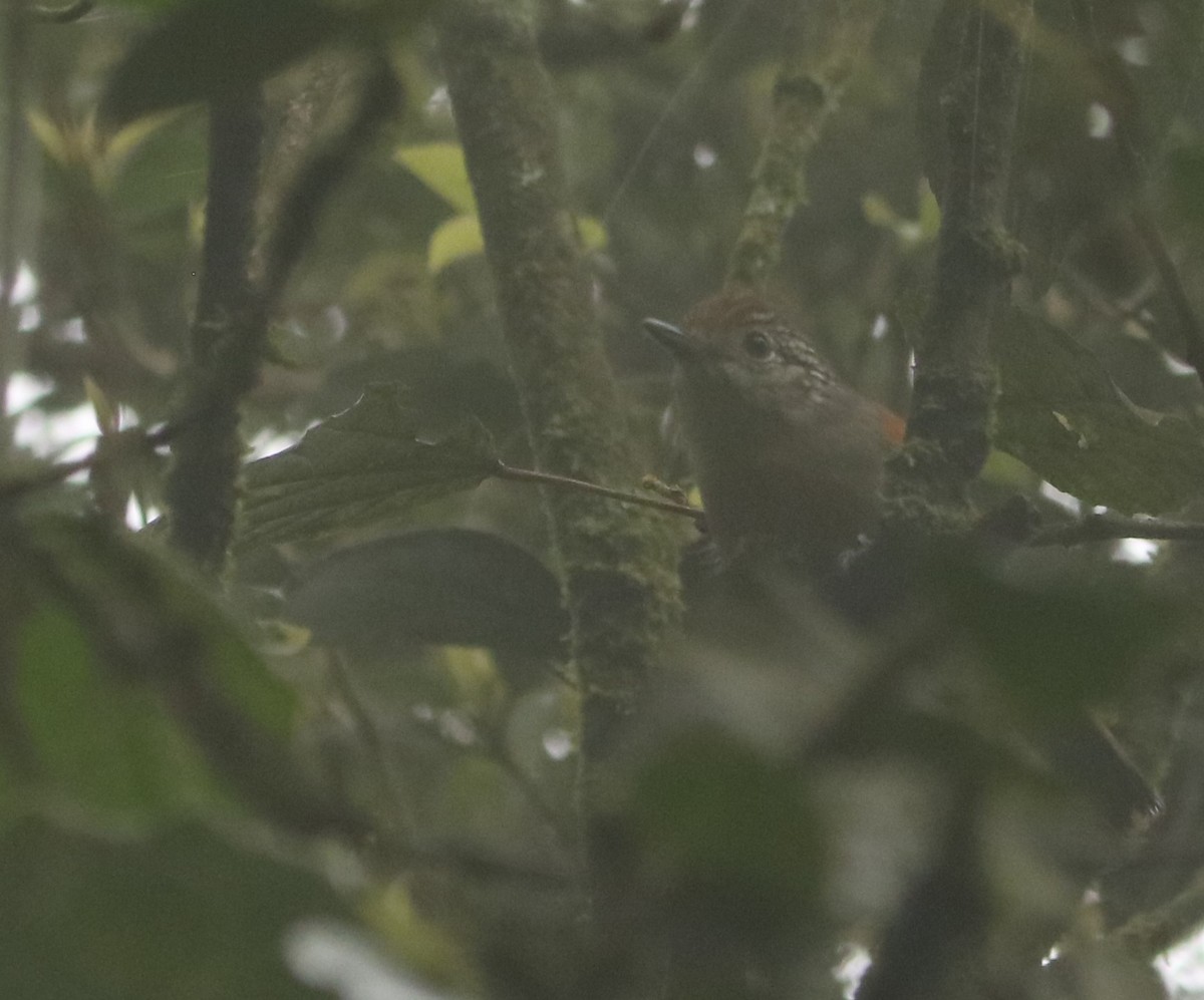 Rufous-backed Antvireo - ML642271209