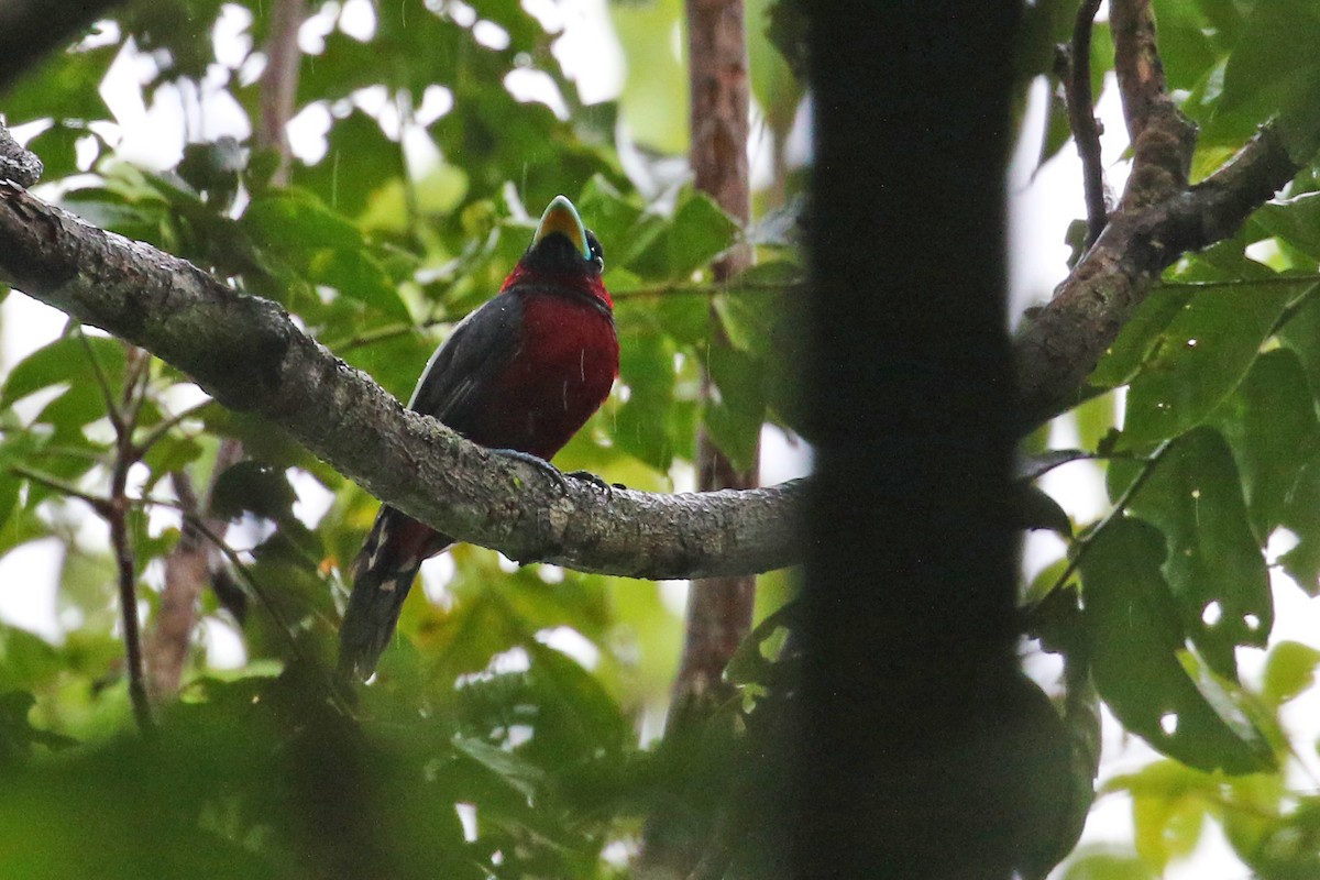 loboš červenočerný [skupina macrorhynchos] - ML642271219