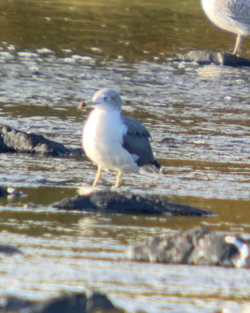 Хар сүүлт цахлай - ML642271231