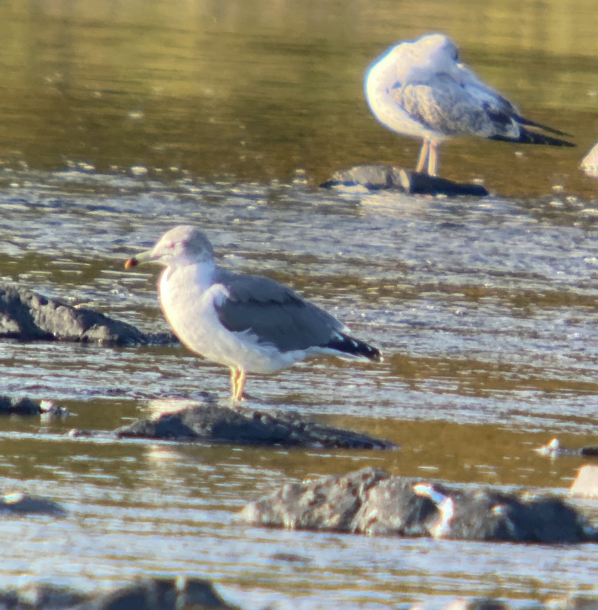 Хар сүүлт цахлай - ML642271232