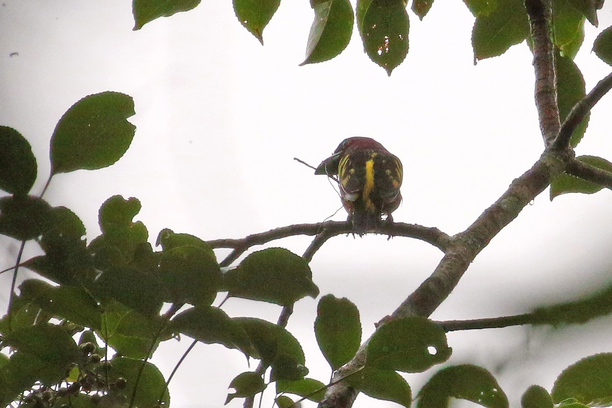 loboš páskovaný [skupina harterti] - ML642271233