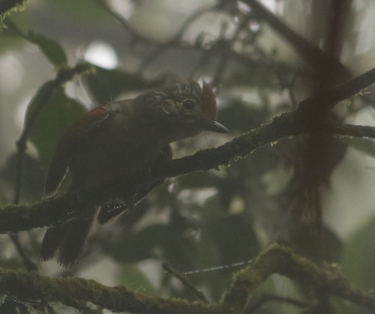 Rufous-backed Antvireo - ML642271236