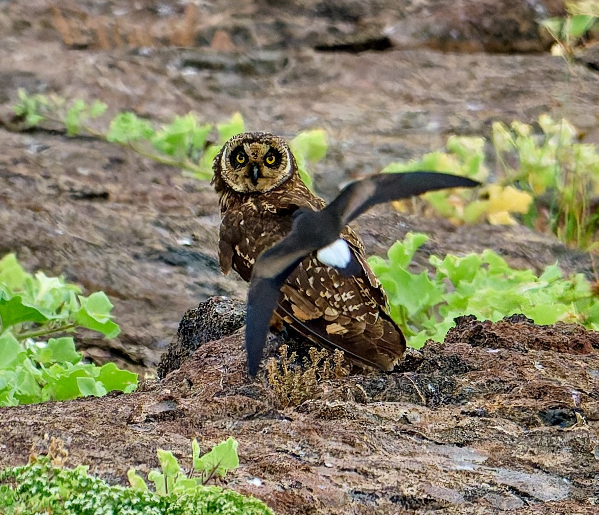 jordugle (galapagoensis) - ML642271253