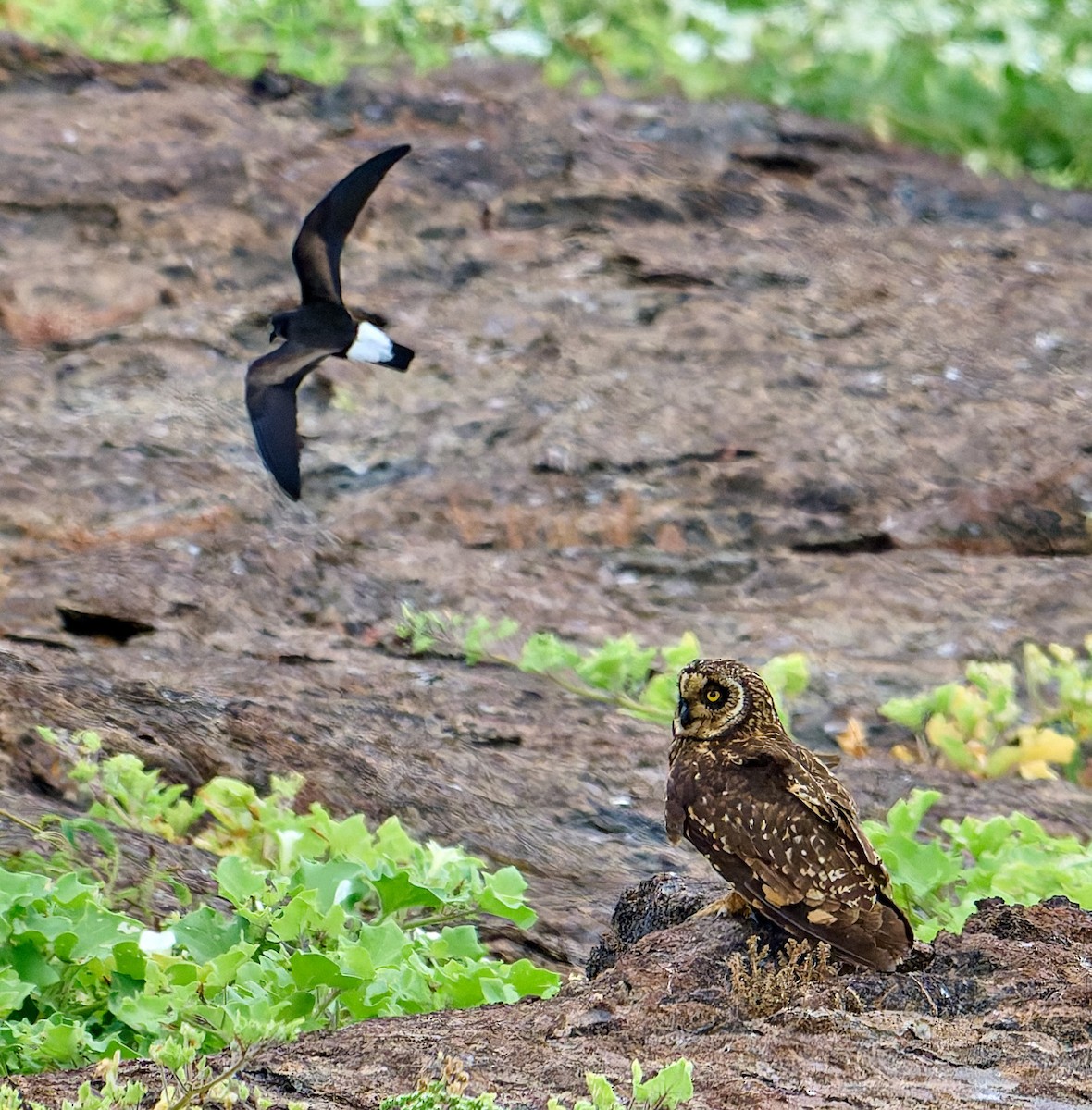 jordugle (galapagoensis) - ML642271254