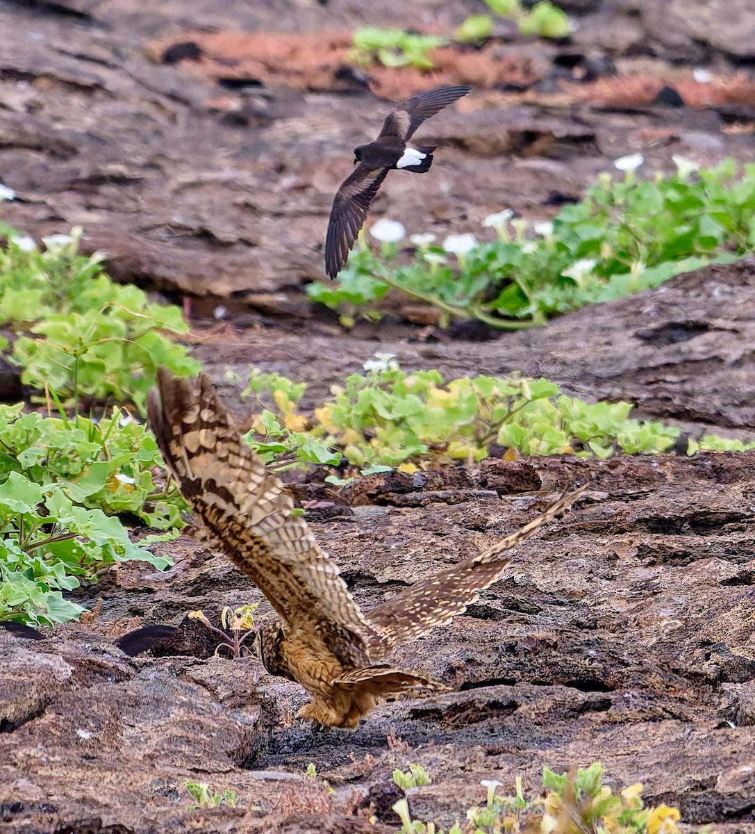 jordugle (galapagoensis) - ML642271260