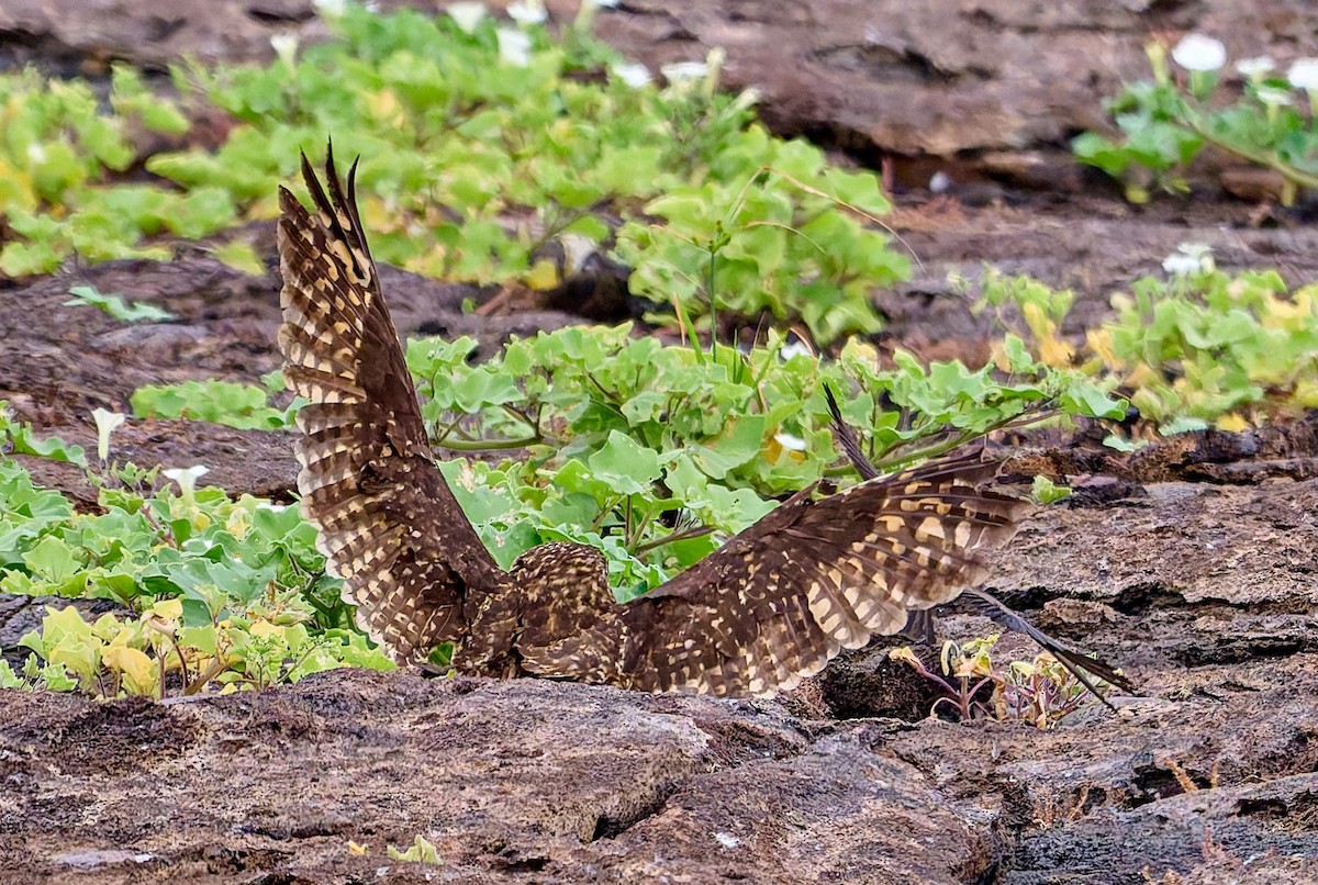 jordugle (galapagoensis) - ML642271261