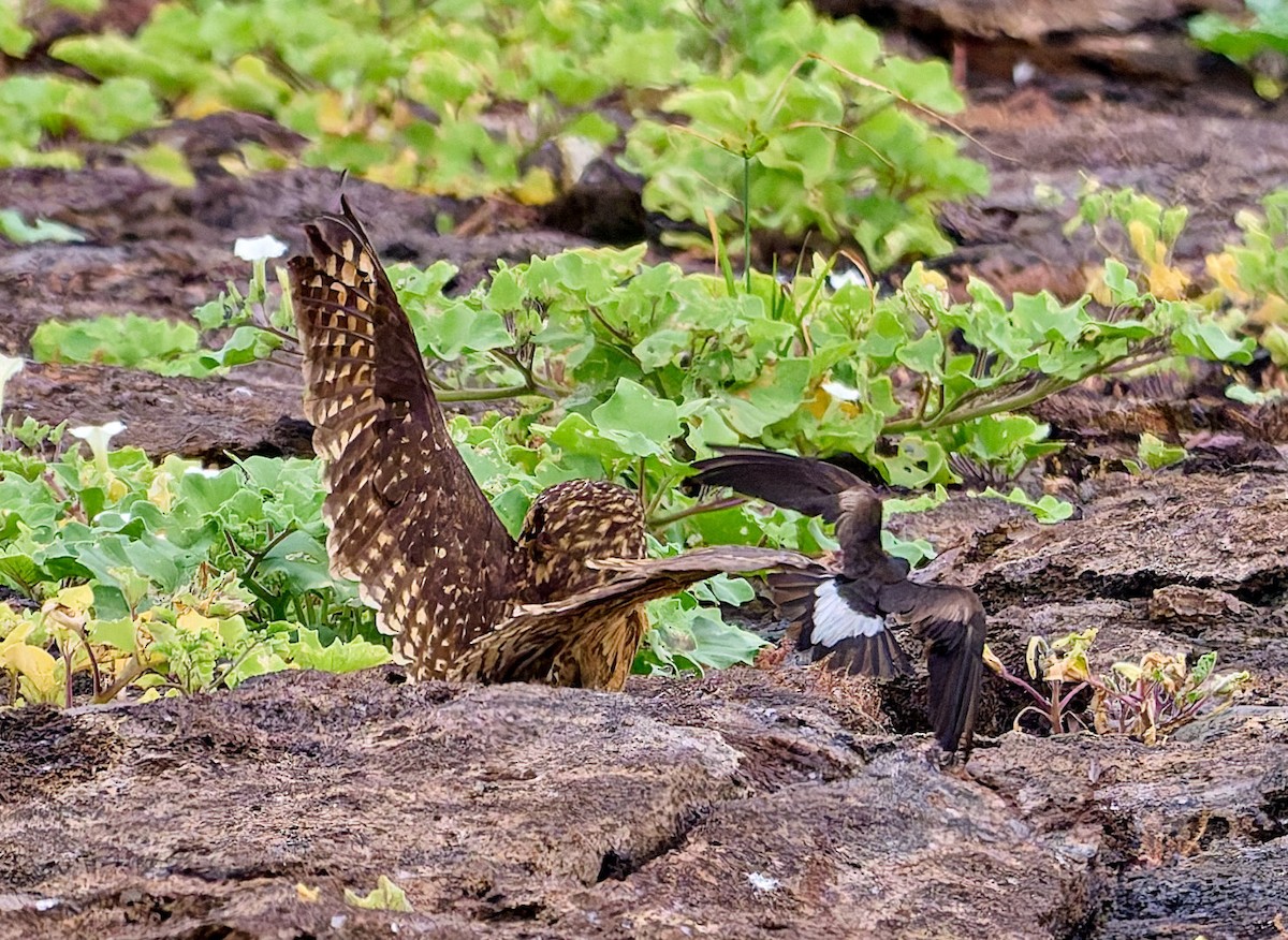 jordugle (galapagoensis) - ML642271262