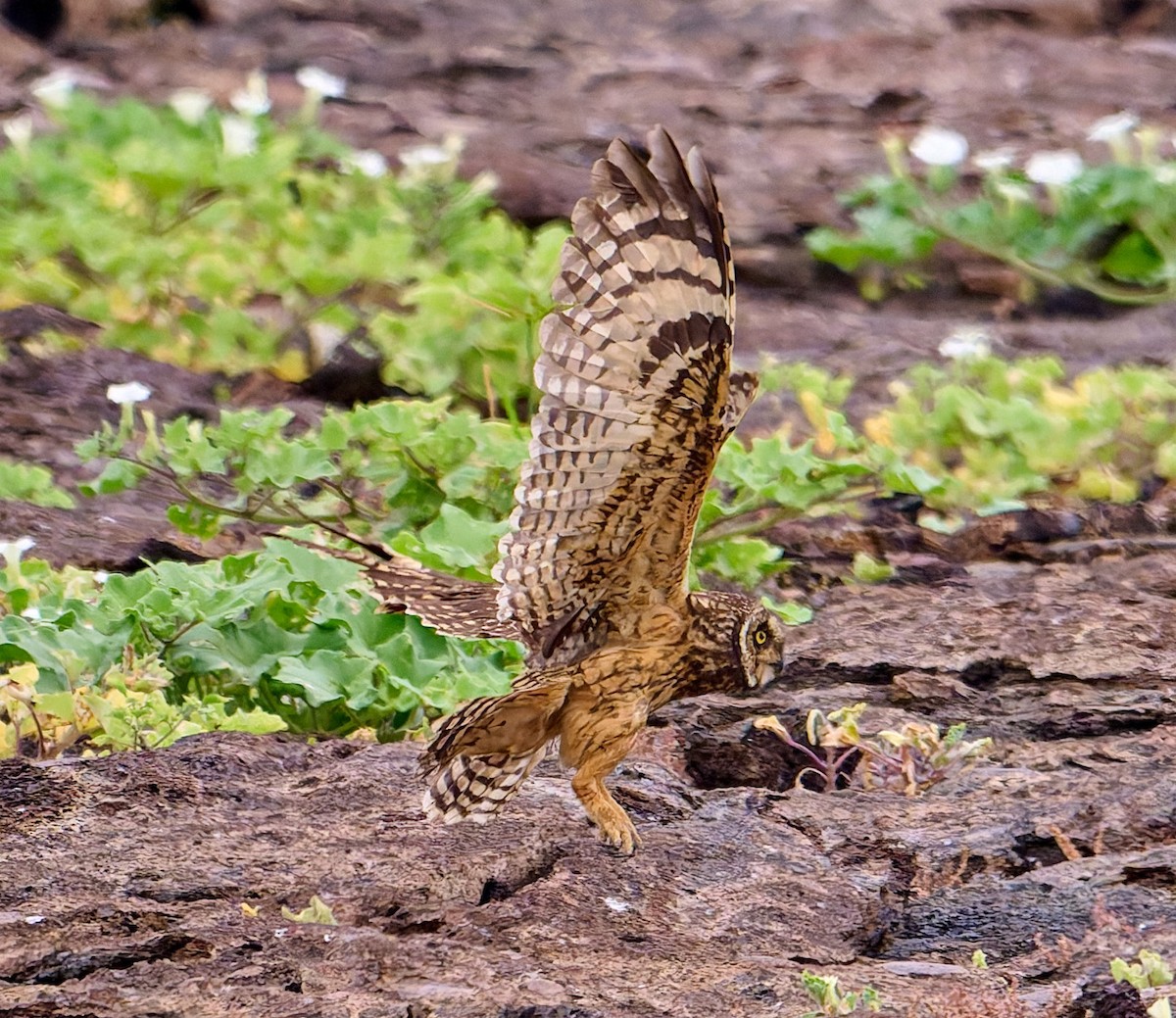 jordugle (galapagoensis) - ML642271263
