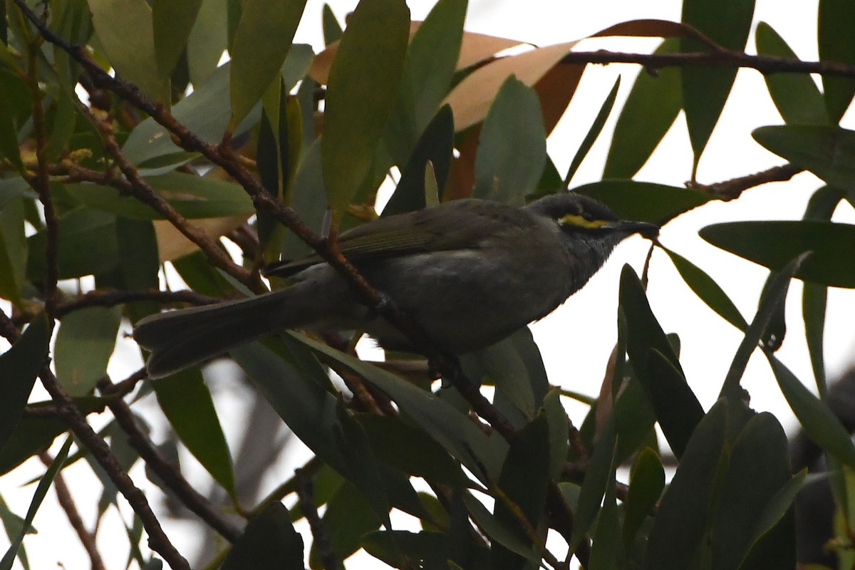 Yellow-faced Honeyeater - ML642271270