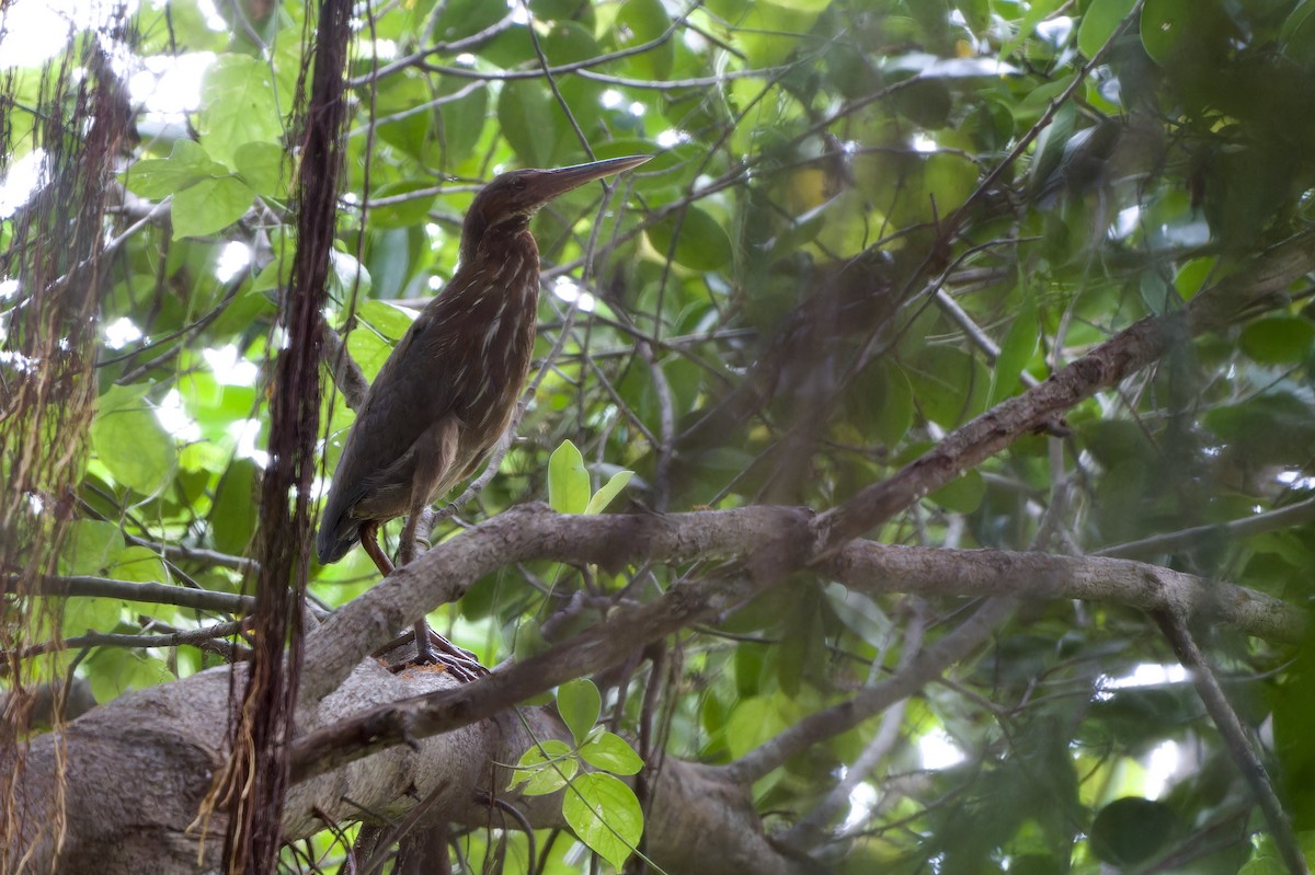 Black Bittern - ML642271273