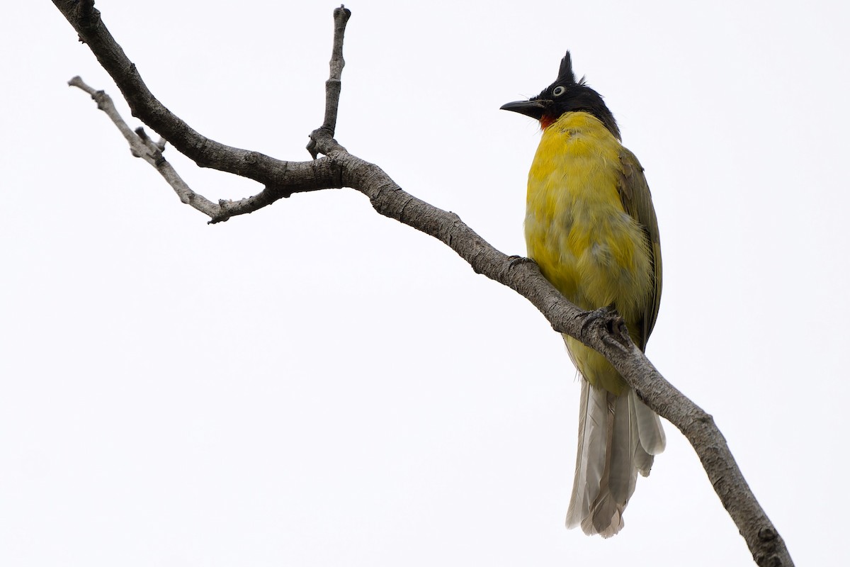 Black-crested Bulbul - ML642271277