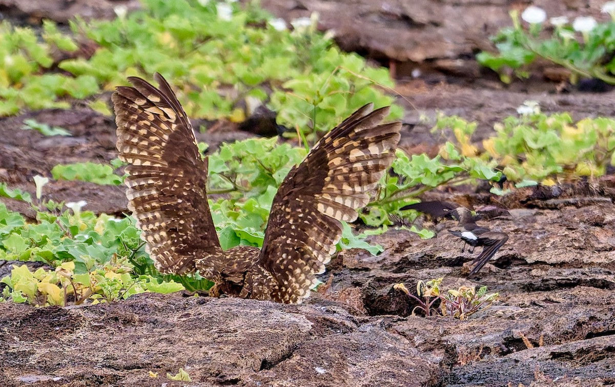 jordugle (galapagoensis) - ML642271286