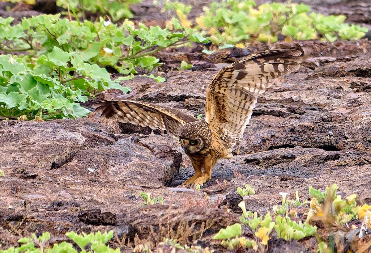 jordugle (galapagoensis) - ML642271287