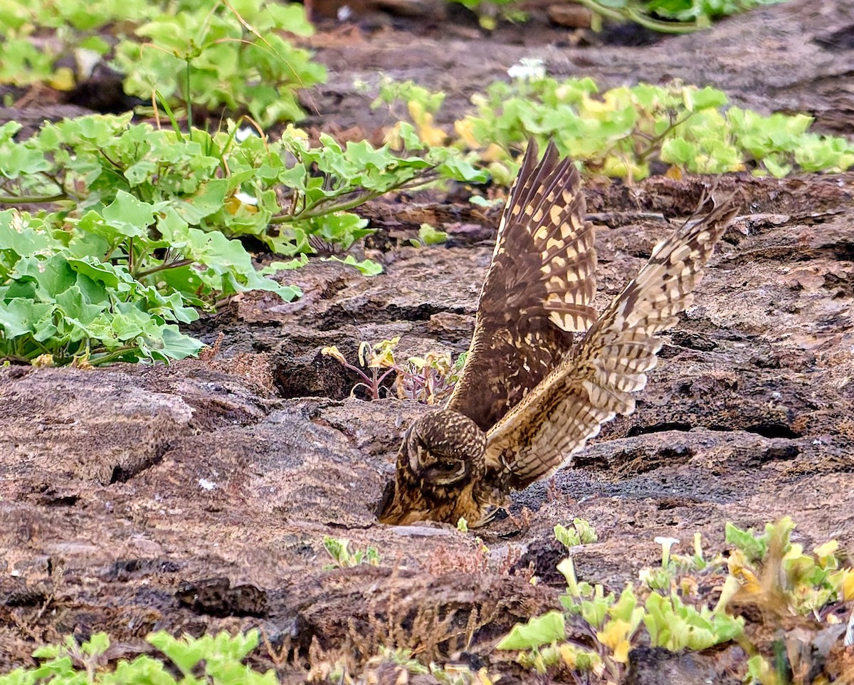jordugle (galapagoensis) - ML642271291