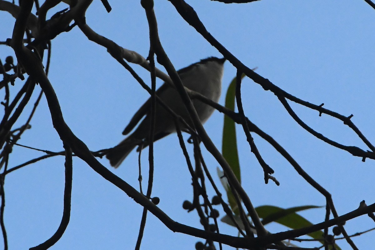 White-naped Honeyeater - ML642271293