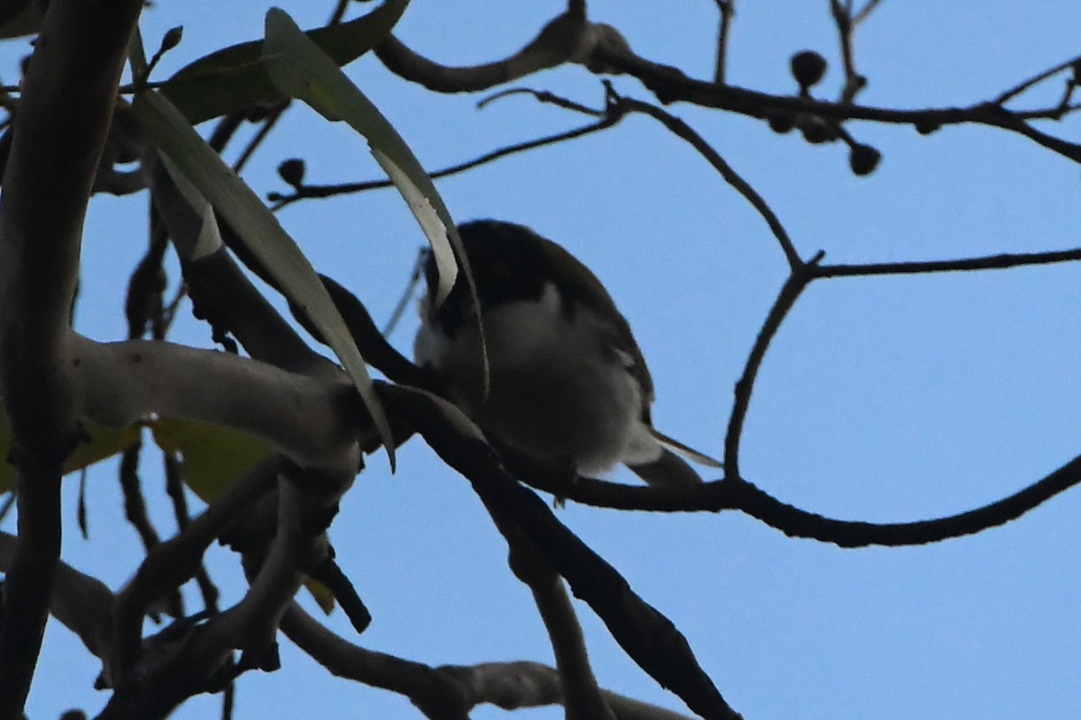 White-naped Honeyeater - ML642271294
