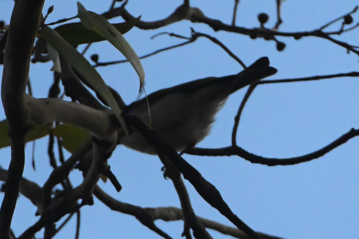 White-naped Honeyeater - ML642271295