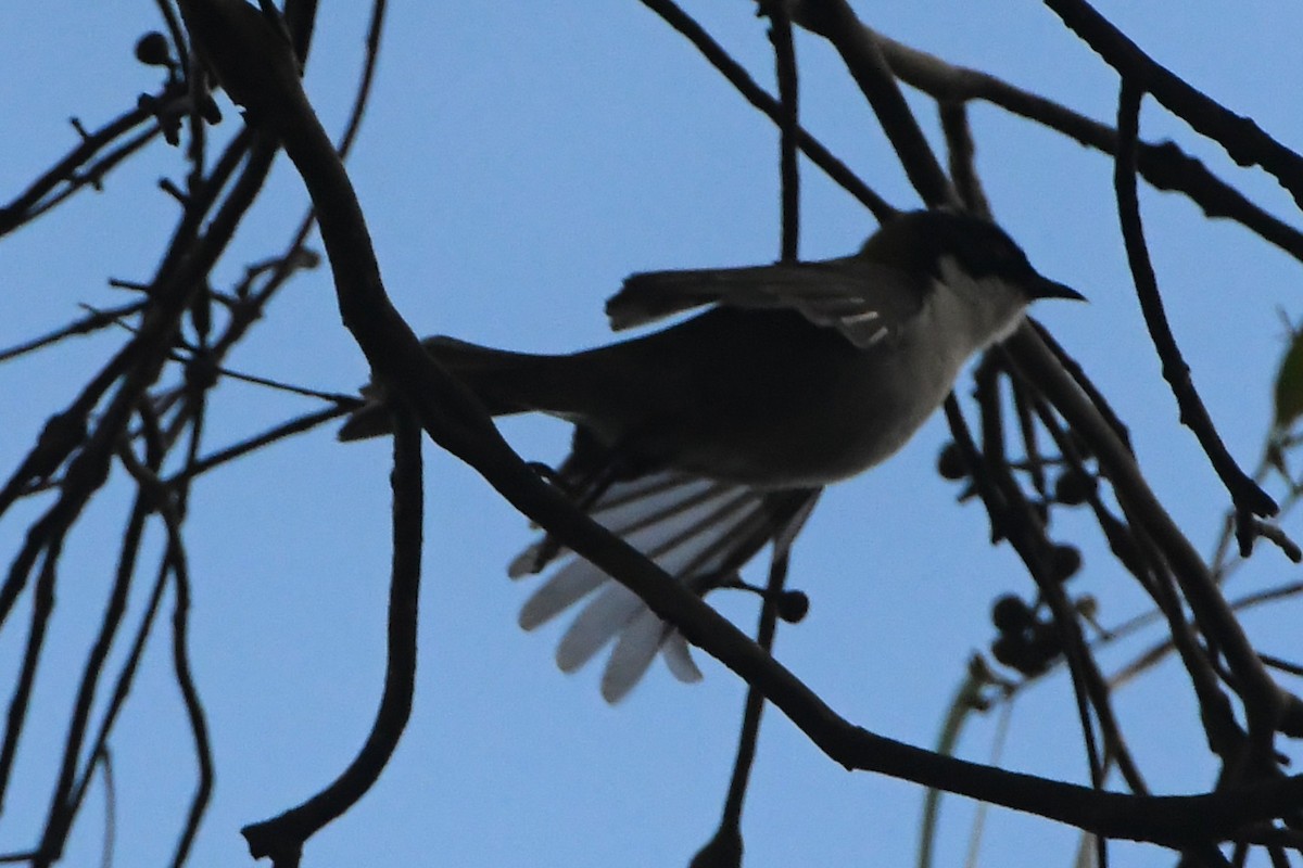White-naped Honeyeater - ML642271297