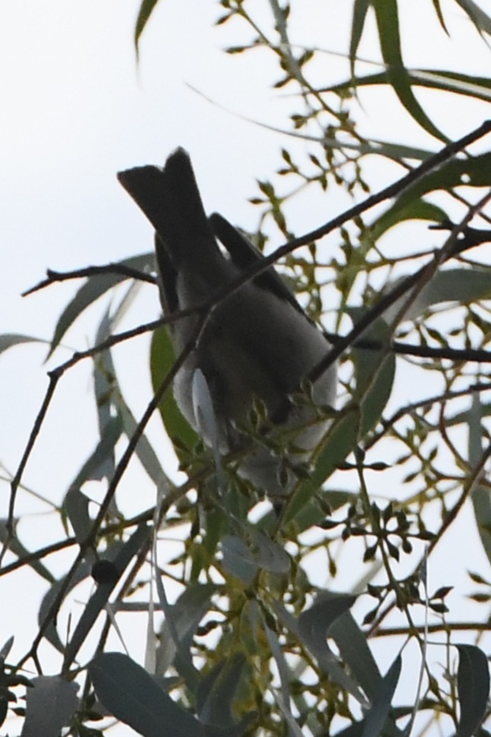 White-naped Honeyeater - ML642271298