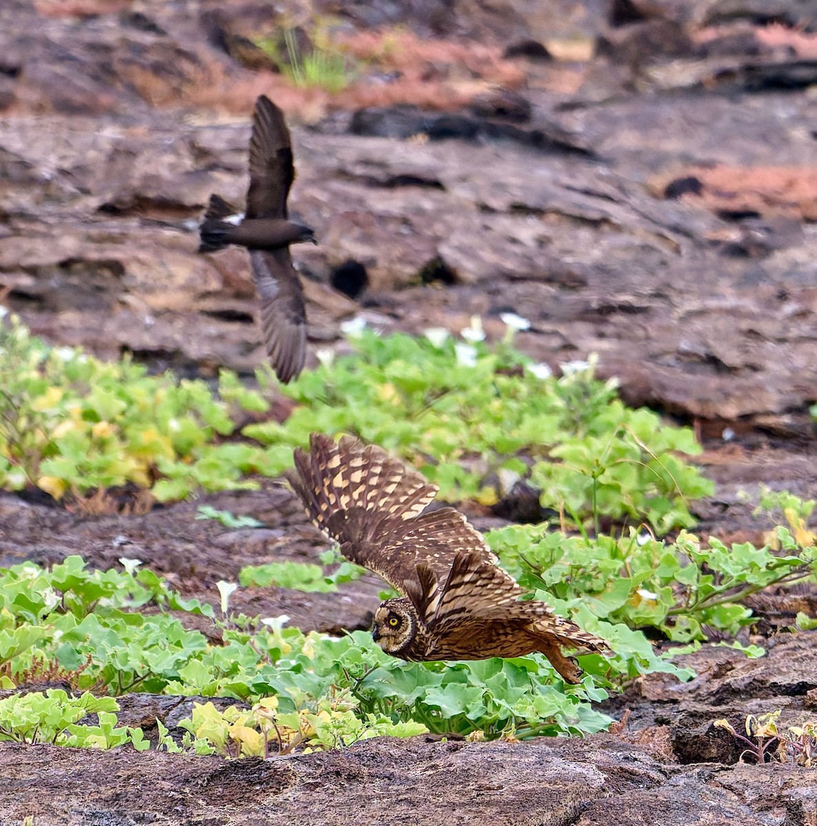jordugle (galapagoensis) - ML642271304