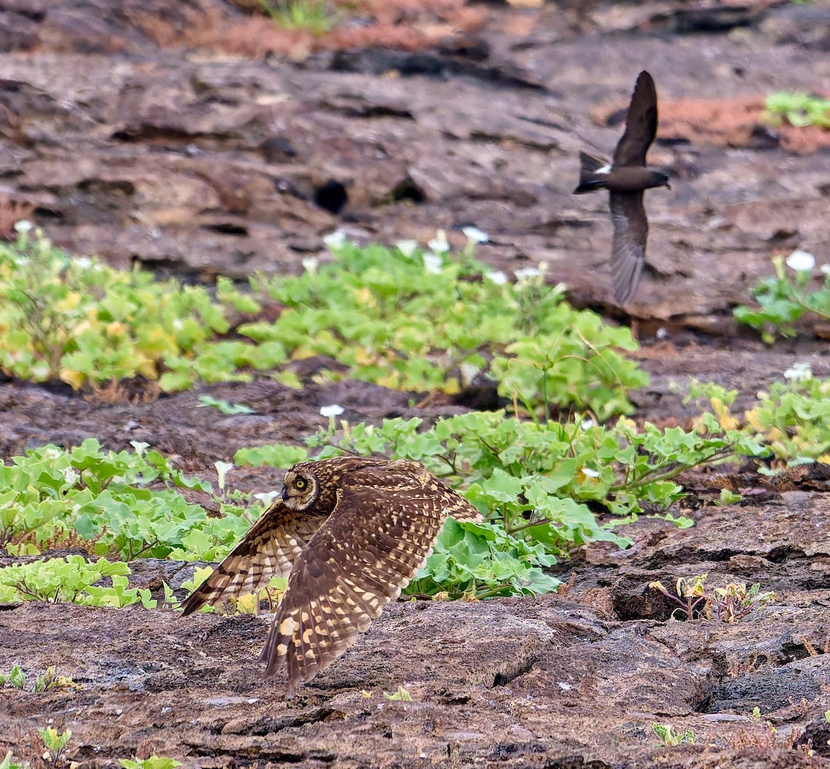 jordugle (galapagoensis) - ML642271305