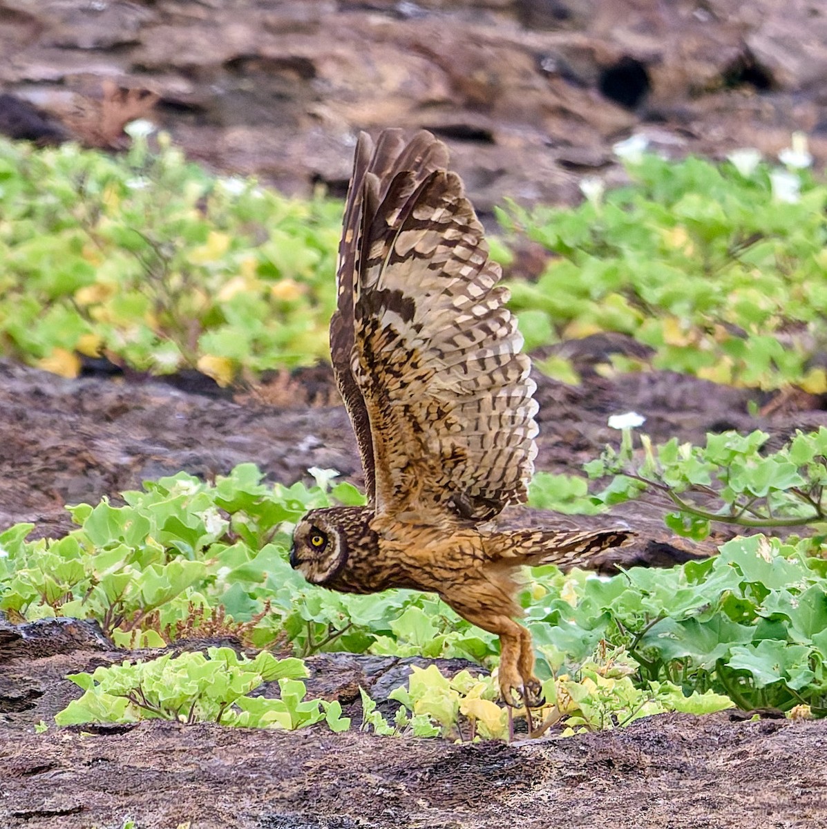 jordugle (galapagoensis) - ML642271307