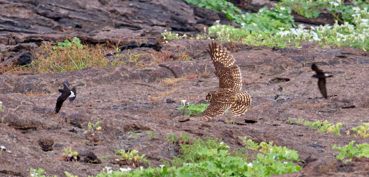 jordugle (galapagoensis) - ML642271308