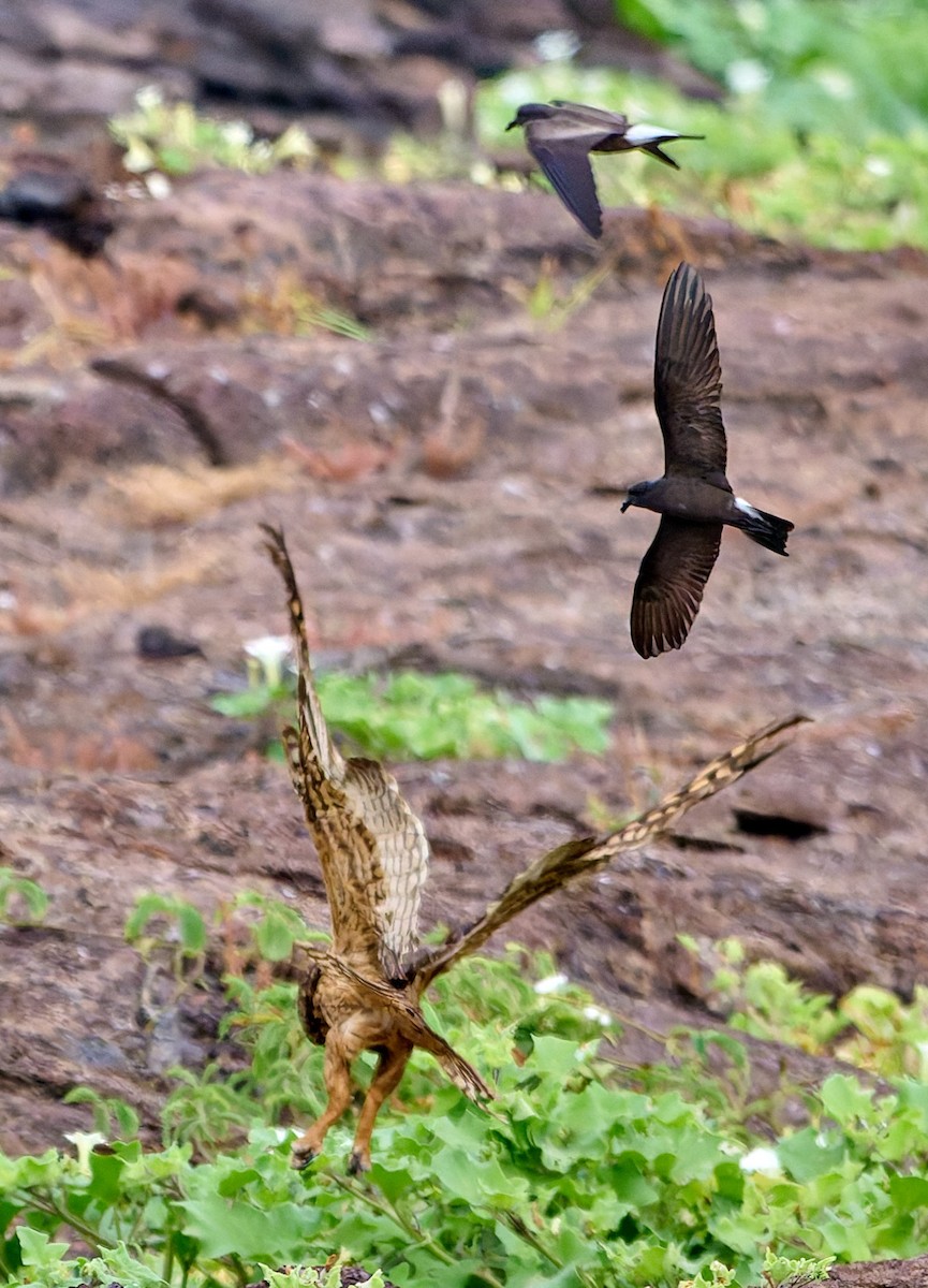 jordugle (galapagoensis) - ML642271311