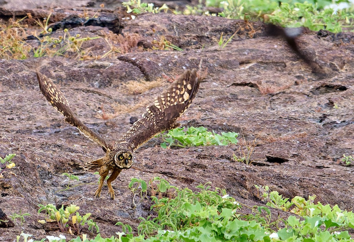 jordugle (galapagoensis) - ML642271312